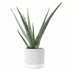 Aloe Vera im Jade Keramiktopf Ø 12 cm – Höhe 45 cm Bild 1