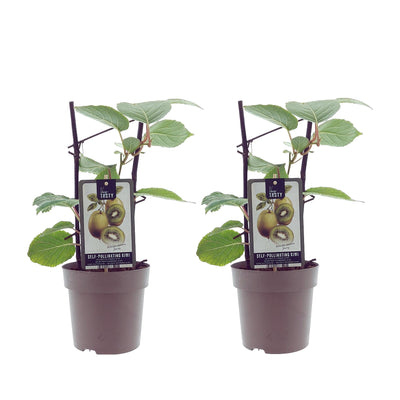 Actinidia Jenny (15007) - 2 Stücke - Ø15cm - ↕40cm