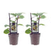 Actinidia Jenny Kiwi-Pflanze: Kompakt, selbstfruchtbar, 2 Stück Bild 1