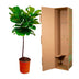 Ficus Lyrata Stamm 130 cm - Eleganter Geigenfeige für Ihr Zuhause Bild 4