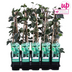 Pothos 'Gloire de Maren' - Ø15cm - H. 65cm Bild 3