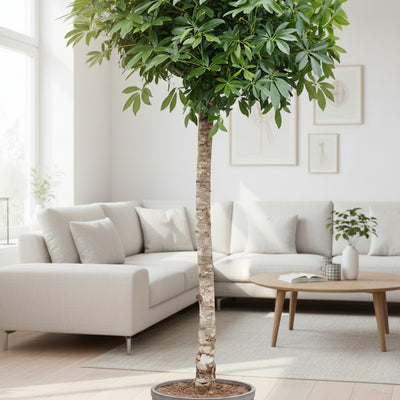 Schefflera auf Stamm (200cm) - Tropische Eleganz für Ihr Zuhause