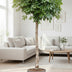 Schefflera on Trunk (200cm) - Tropical Elegance for Your Home Bild 2