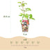 GreenboutiQ - Fruit Plants - Japanese Wineberry - Rubus Phoenicolasius - Winter Hardy - 6 Plants - 9 cm Pot - Red Berry Bild 3