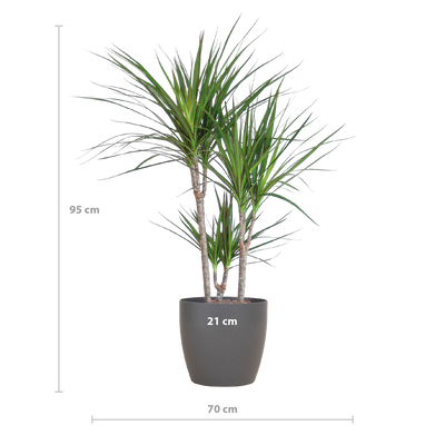 Dracaena Marginata (Drachenblutbaum) 95cm mit grauem Topf