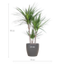 Dracaena Marginata (Drachenblutbaum) 95cm mit grauem Topf Bild 2