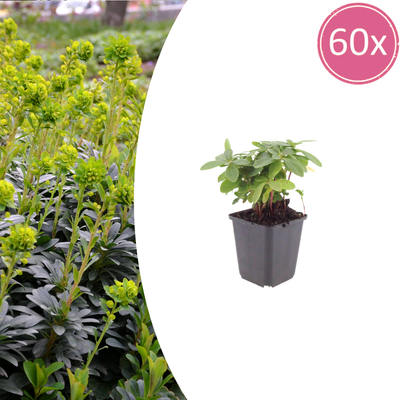 60x Euphorbia amygdal. robbiae - 10-25cm - Ø9cm