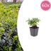 60x Euphorbia amygdal. robbiae - 10-25cm - Ø9cm Bild 1