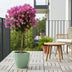 Bougainvillea am Stamm - 110 cm - Ø21cm Bild 3