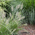 Pennisetum alopecuroides 'Hameln' Ziergras, Ø19cm Topf, ↕40cm Bild 3
