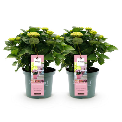 Grüne BoutiQ: Hortensie Magical Revolution Pink, 2 Pflanzen, 55cm