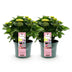 Green Boutique: Hydrangea Magical Revolution Pink, 2 plants, 55cm Bild 2