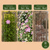 12x Clematis montana Tricolour Kletterpflanze Ø9cm Bild 6