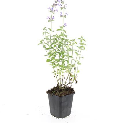 24x Nepeta 'Walker's Low' - ↕10-25cm - Ø9cm