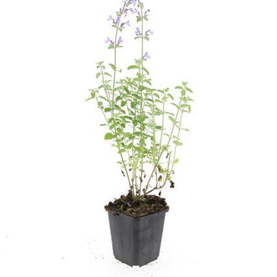 24x Nepeta 'Walker's Low' - Lavendelblaue Blütenstaude, pflegeleicht