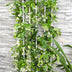 2x Sternjasmin 'Star of Venice' ↨65cm Ø15 Bild 3