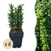 GreenboutiQ Euonymus Green Spire: Immergrüne Heckenpflanze, 6 Stück Bild 1