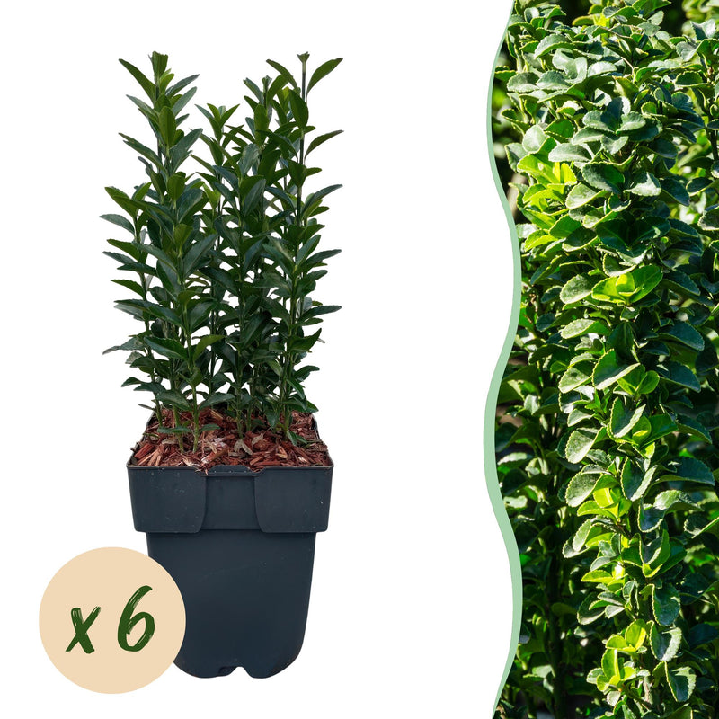 GreenboutiQ Euonymus Green Spire: Immergrüne Heckenpflanze, 6 Stück
