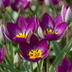 25x Tulipa Persian Pearl Lila - Frühlingsblüher Zwiebelgröße 6/7 Bild 1