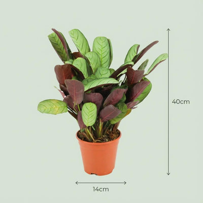 Ctenanthe Amagris - Elegante Zimmerpflanze Ø 14cm, 35-40cm
