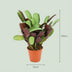 Ctenanthe Amagris - Elegante Zimmerpflanze Ø 14cm, 35-40cm Bild 2