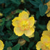 Hypericum calycinum (Schmuckkörbchen) - 24er Packung, 10-25cm Bild 6