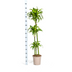 Dracaena Deremensis Dorado mit Korb, 120-140cm Bild 2