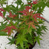 Acer palmatum Phoenix: Roter Japanischer Fächerahorn, 35cm, Topf 12cm Bild 7