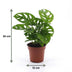 Green boutiQ - Monstera Adansonii - Monstera Adansonii - 2 Pflanzen - Topf 12cm - Höhe - 25cm Bild 5
