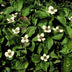 24x Cornus canadensis - ↕10-25cm - Ø9cm Bild 7