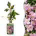 Clematis 'Mayleen' - Hellrosa Kletterpflanze, bis 6m hoch, Ø9cm Bild 1