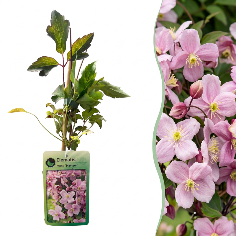Clematis 'Mayleen' - Hellrosa Kletterpflanze, bis 6m hoch, Ø9cm