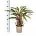 Calathea Rufibarba Ø17cm - Samtige Blätter & Geheimnisvolle Bewegung Bild 2