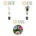 GreenboutiQ Hibiskus Tricolour Stamm-Pflanze, Winterhart, 90cm Bild 4