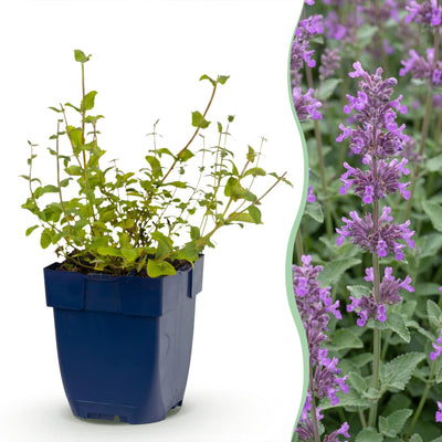 Green boutiQ - Stauden - Nepeta rac. Grog - Katzenminze - Bienchen- und Schmetterlingsanzieher - Blau - 6 Pflanzen - Topf 11cm - Höhe 15-25cm