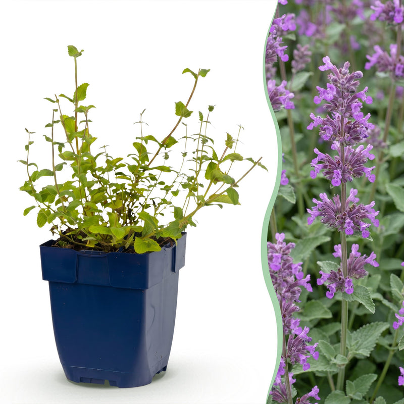 Green boutiQ - Stauden - Nepeta rac. Grog - Katzenminze - Bienchen- und Schmetterlingsanzieher - Blau - 6 Pflanzen - Topf 11cm - Höhe 15-25cm