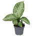 Dieffenbachia Snow, Tropische Grünpflanze, Ø6cm, ↕15cm Bild 1