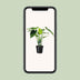 Alocasia Cucullata Elefantenohr 55cm Ø19cm Tropenpflanze für Ihr Zuhause Bild 5