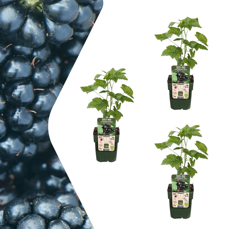 3 organic blackberry plants (Rubus fruticosus) - Ø 13 cm