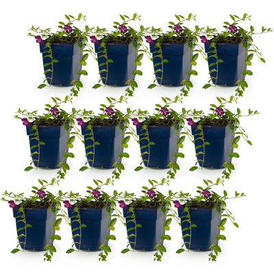 Vinca minor Atropurpurea - Lila Maagdenpalm, 12 Pflanzen im 11cm Topf