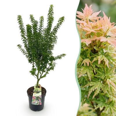 Japanischer Ahorn 'Koto Hime' - Acer palmatum, Topf 26cm, Höhe 90cm