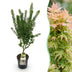 Japanischer Ahorn 'Koto Hime' - Acer palmatum, Topf 26cm, Höhe 90cm Bild 1