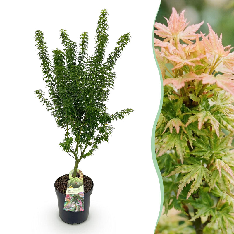 Japanischer Ahorn 'Koto Hime' - Acer palmatum, Topf 26cm, Höhe 90cm