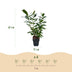 GreenboutiQ Prunus laurocerasus Novita: Immergrüne Heckenpflanze, 6er Set Bild 3