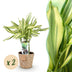Green boutiQ - Zimmerpflanzen - Dracaena fragrans Diamond Dream - Drachenbaum - Wenig Pflege - mit Korb - Bunt - 2 Pflanzen - Topf 17cm - Höhe 50-55cm Bild 1