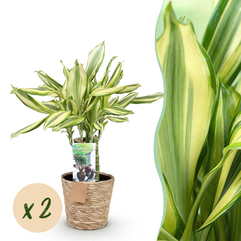 Green boutiQ - Zimmerpflanzen - Dracaena fragrans Diamond Dream - Drachenbaum - Wenig Pflege - mit Korb - Bunt - 2 Pflanzen - Topf 17cm - Höhe 50-55cm