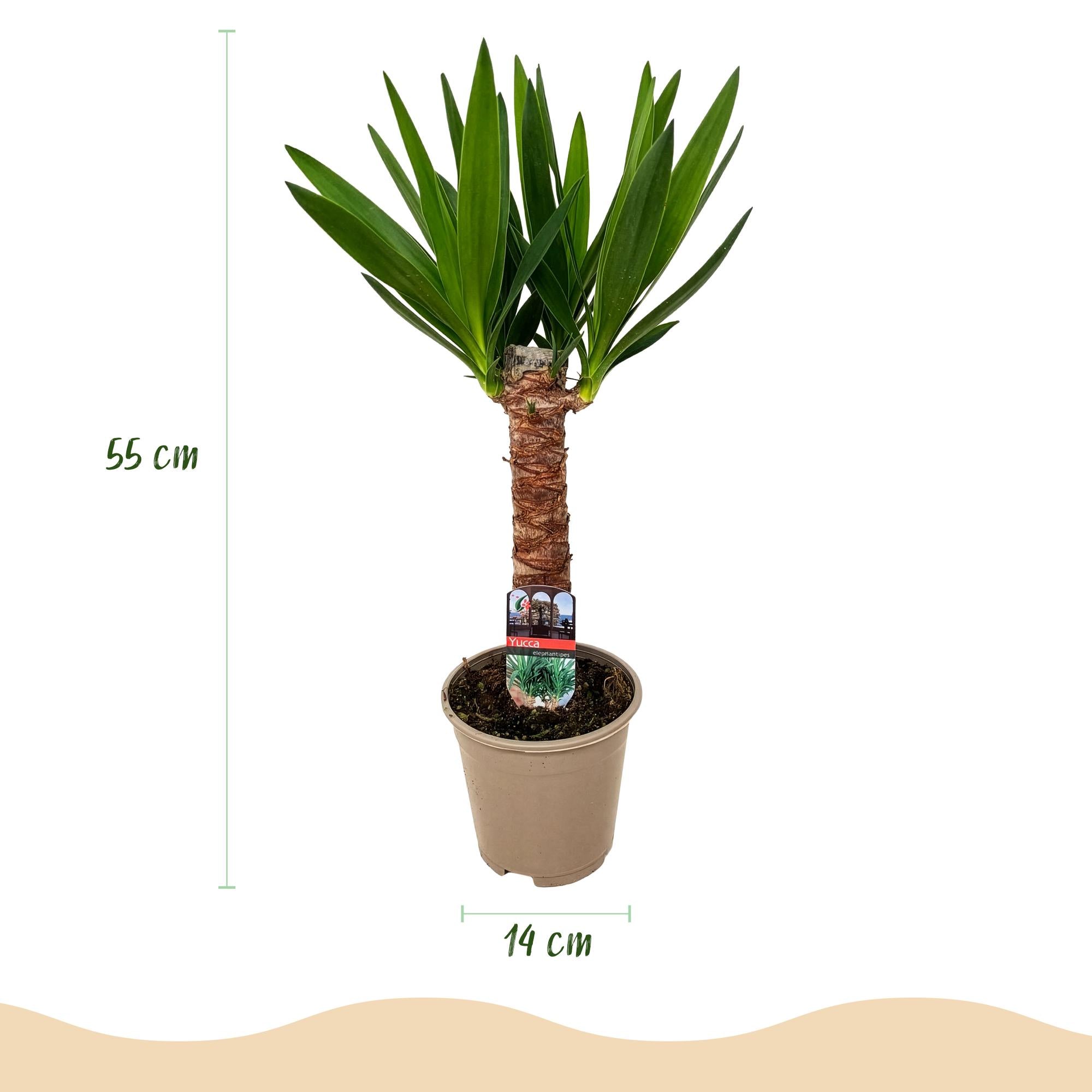 Green boutiQ - Zimmerpflanze - Yucca elephantipes - Yucca - Wenig Pflege - Grün - 1 - Topf 14cm - Höhe 55cm