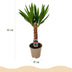 Green boutiQ - Zimmerpflanze - Yucca elephantipes - Yucca - Wenig Pflege - Grün - 1 - Topf 14cm - Höhe 55cm Bild 3