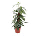 Epipremnum Pinnatum Cebu Blue: Elegant Houseplant with Blue-Green Leaves Bild 1
