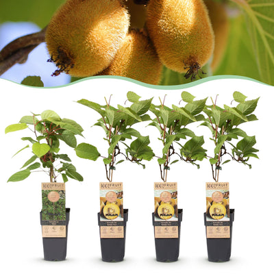 Green boutiQ - Obststrauch - Actinidia Weiki & Golden Kiwi - Kiwi-Pflanze - 1 Männlich - 3 Weiblich - Pflanzen - Gelb - Topf 15cm - Höhe 50cm